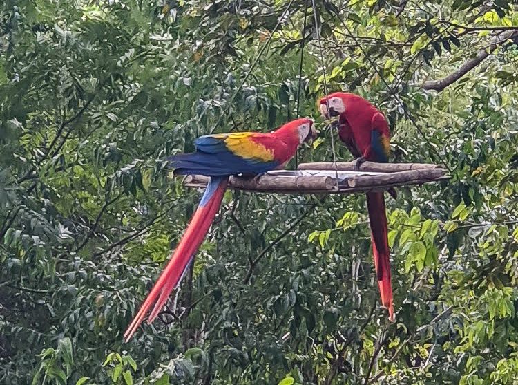 Macaw Sanctuary